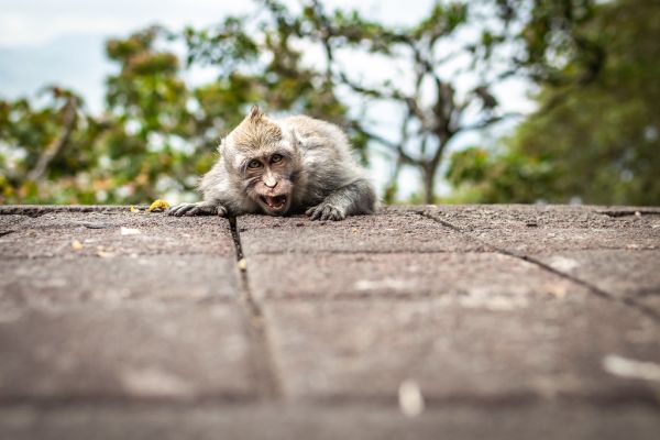 A funny little macaque on the nature background. Bali island.