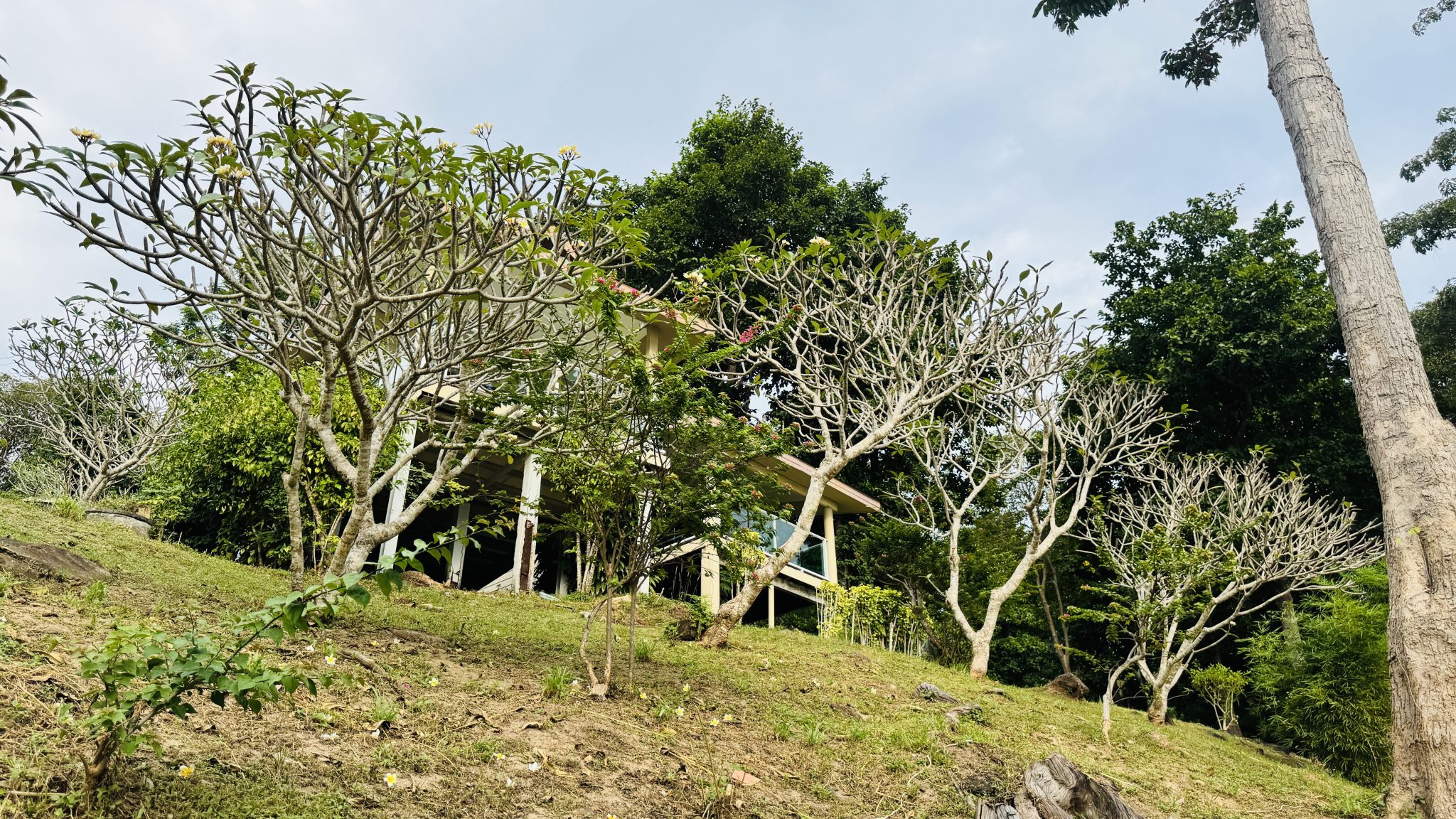 A group of Frangipani trees with sparse leaves and small white flowers grow on a grassy slope. In the background a modern building with glass railings and white pillars is partially hidden by lush gre...