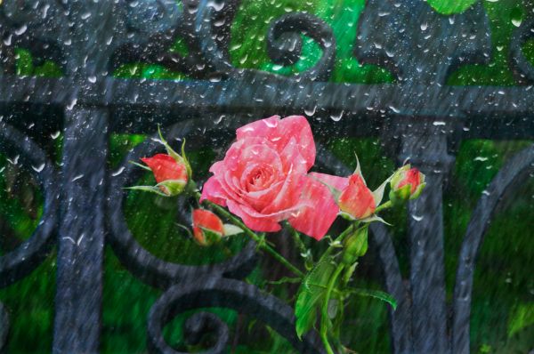 A Hard Rain’s Gonna Fall - Creative Commons by gnuckx