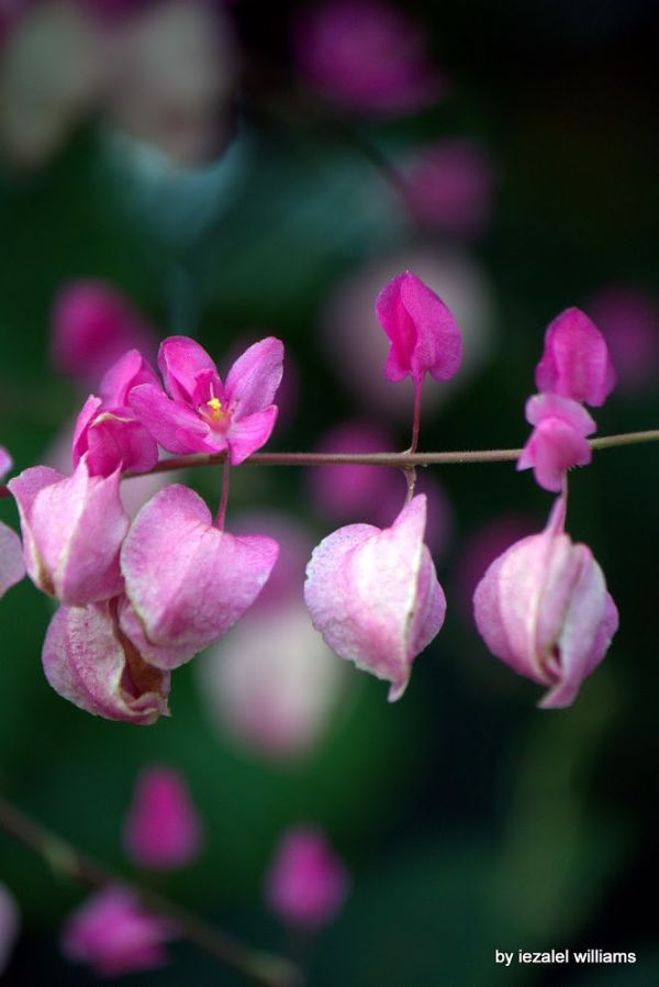 A Jewel of Nature by iezalel williams