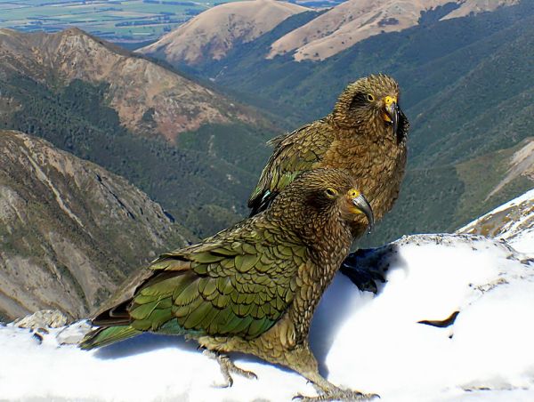 A pair of Kea.