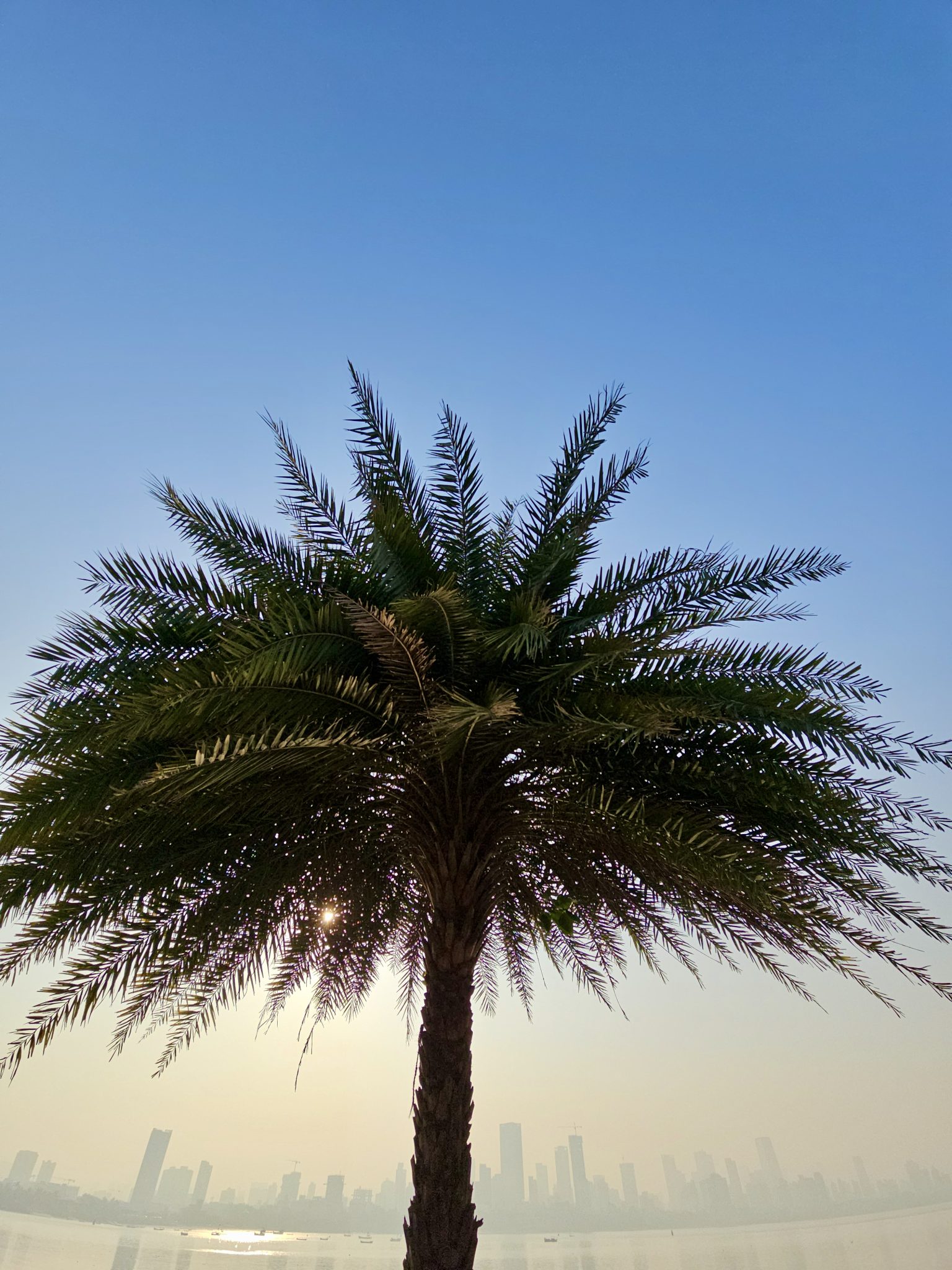 A palm tree stands against a clear blue sky with the morning sun shining through its leaves. The Mumbai city skyline appears faint in the background. This photo was taken in Bandra West, Mumbai, Mahar...