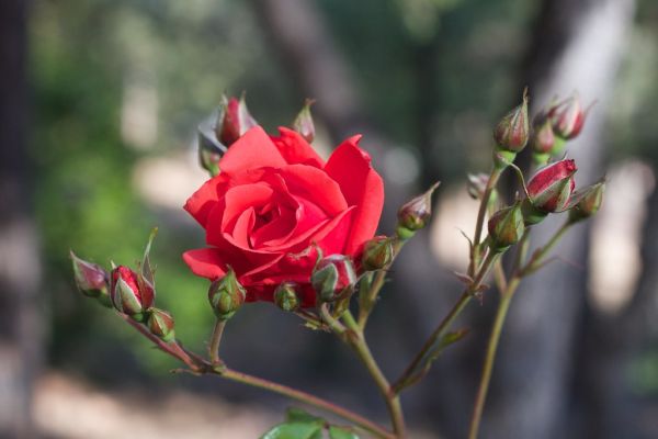 A Rose Among Roses