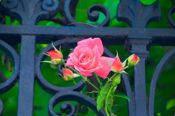 A Rose from Venice to my eternal beloved Elsbeth Dyckhoff