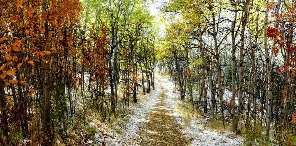A walk in the woods.