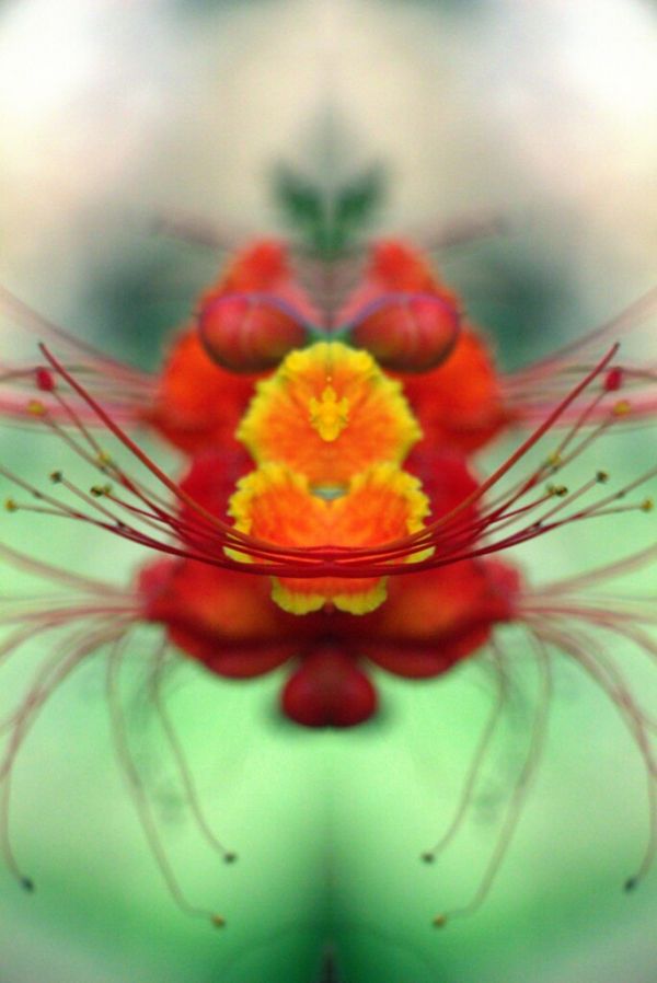 Abstract - Beyond your Sacred Geometry by iezalel williams using Pics Art Mirror effects