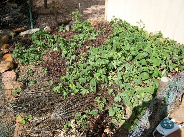 Accidental Unintended Vegetable Garden