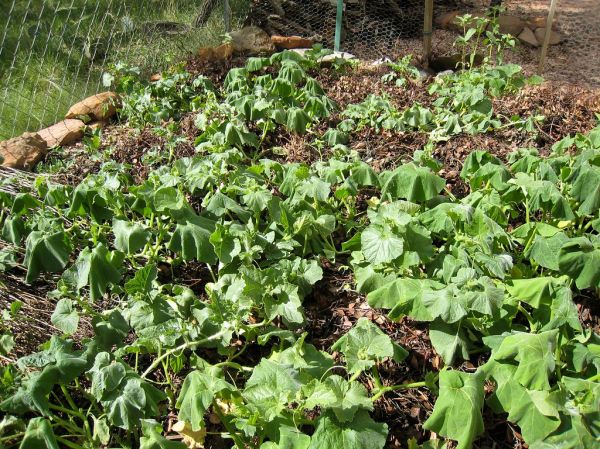 Accidental Unintended Vegetable Garden