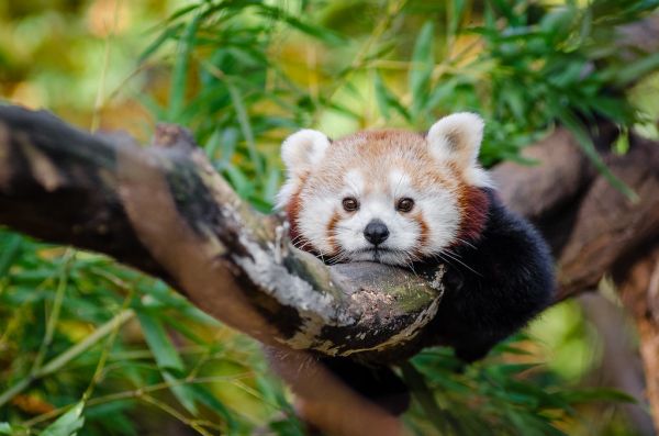 Adorable laziness