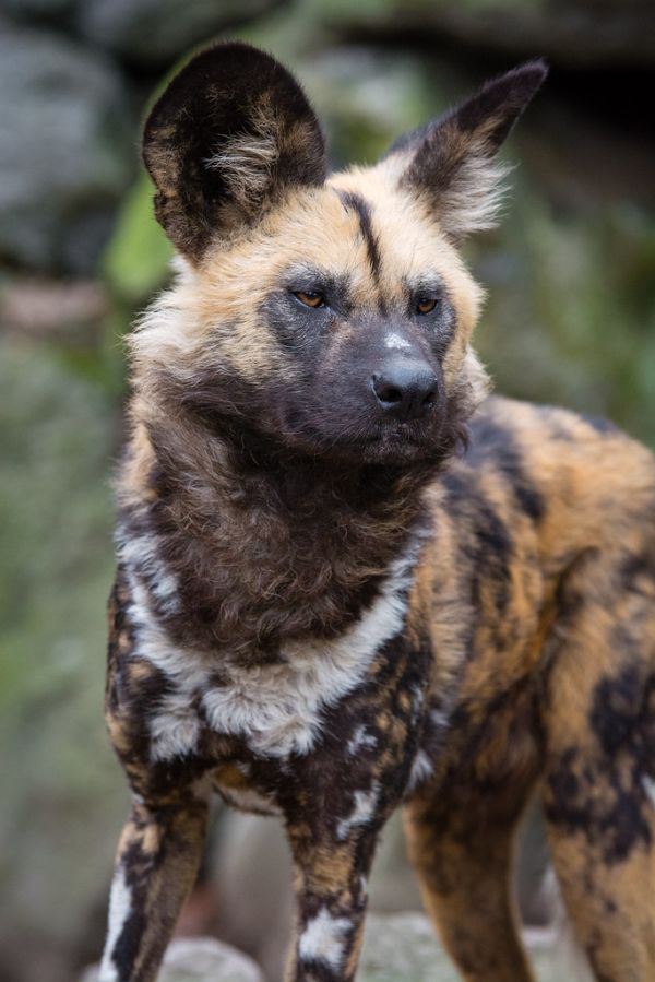 African wild dog