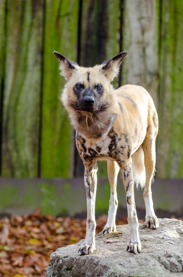 African wild dog