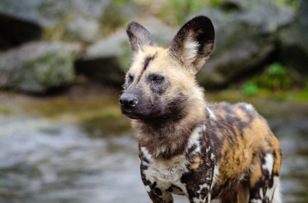African wild dog