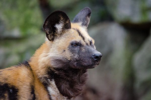 African wild dog