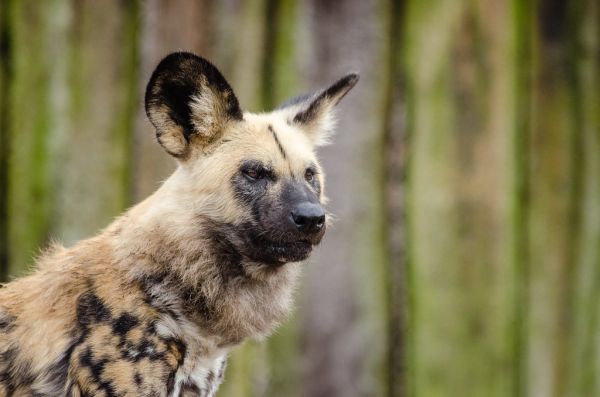 African wild dog