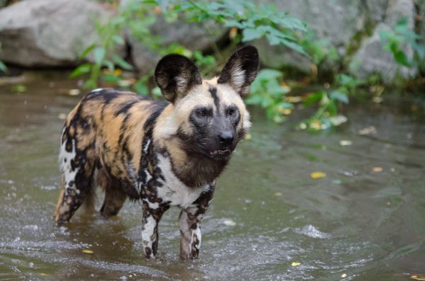 African wild dog