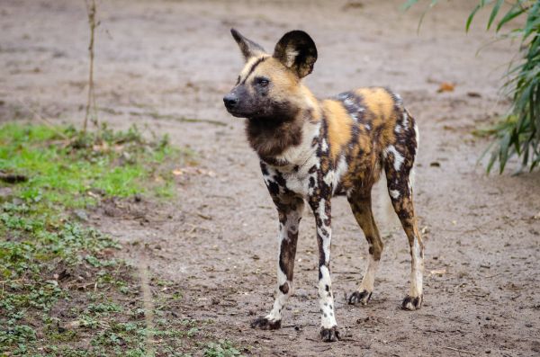 African wild dog
