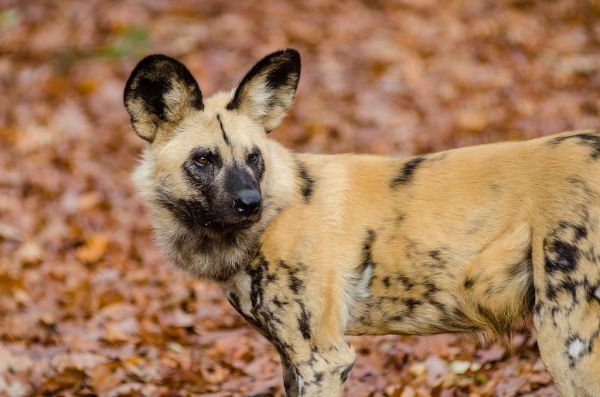 African wild dog