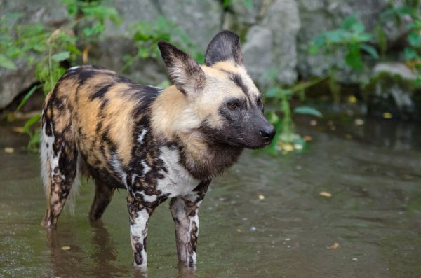African wild dog