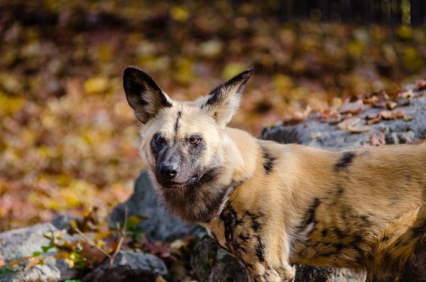African wild dog