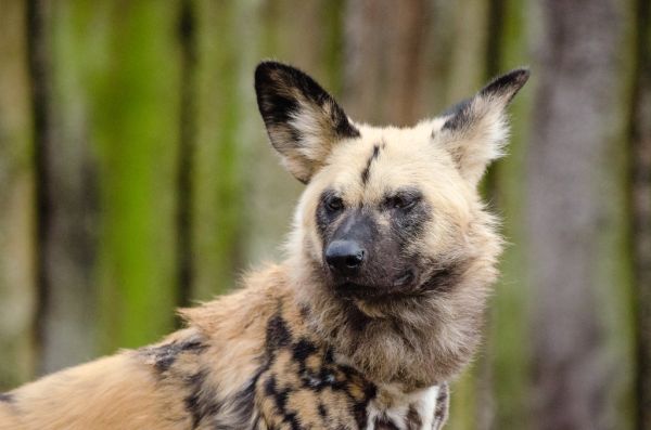 African wild dog