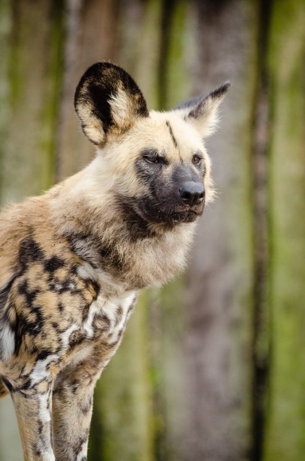 African wild dog