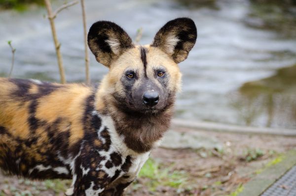 African wild dog