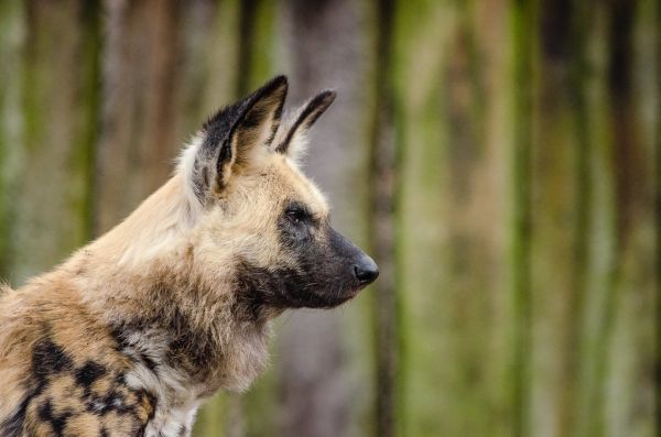 African wild dog