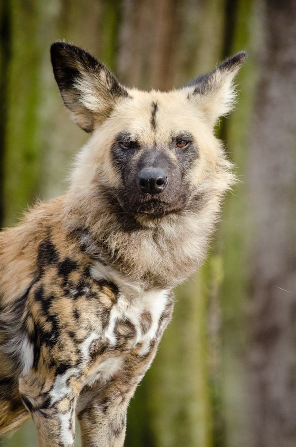 African wild dog