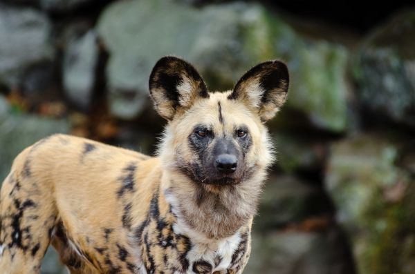 African wild dog