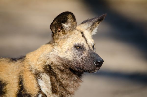 African wild dog