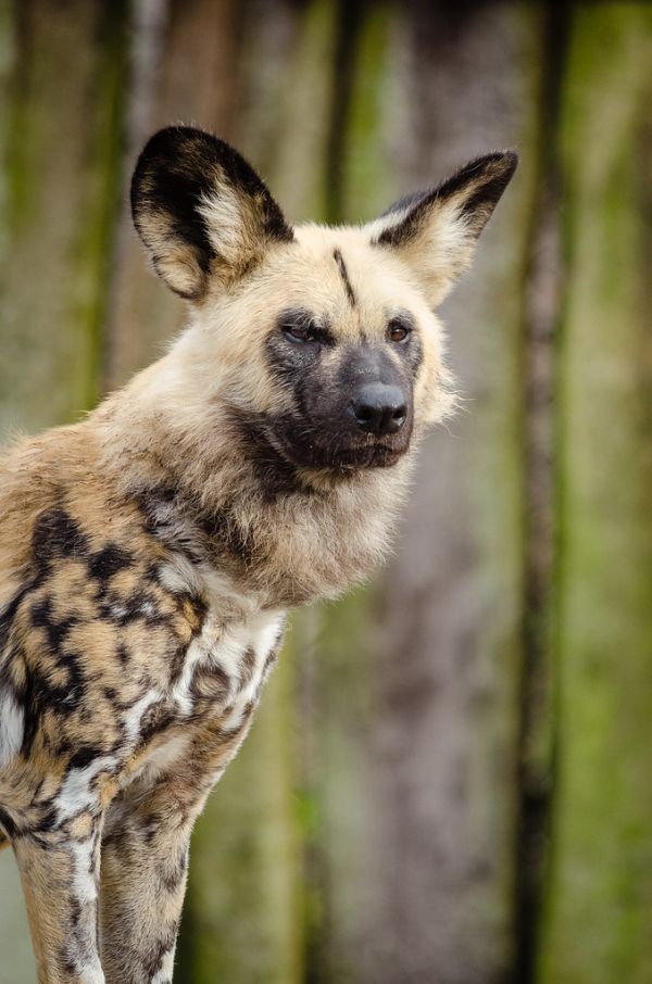 African wild dog