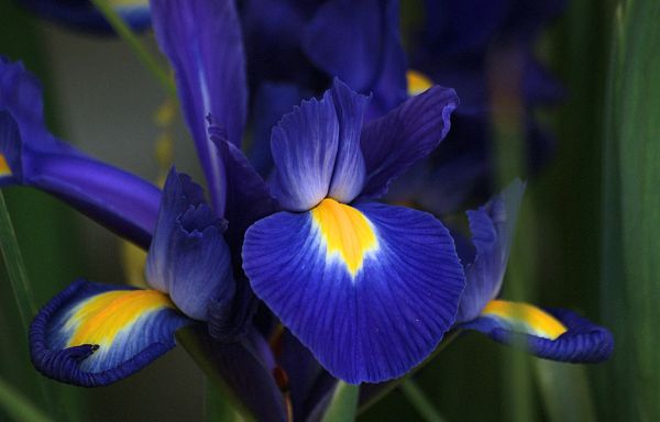 All Blue