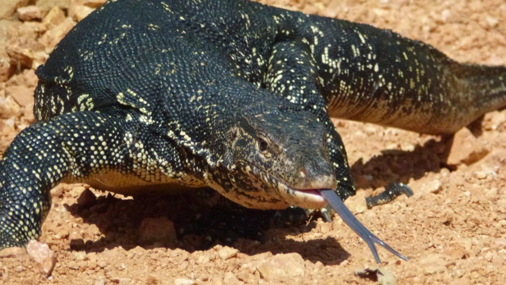 Alligator, reptile animal, wildlife