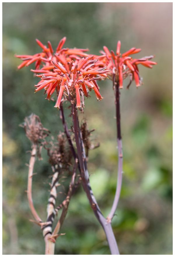 Aloe