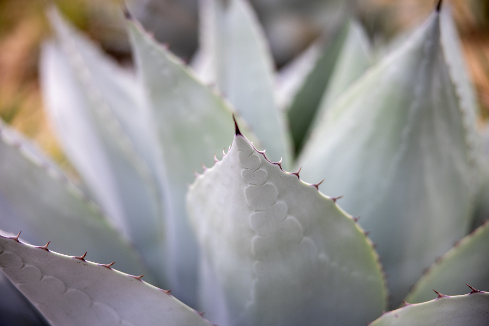 Aloe Plant