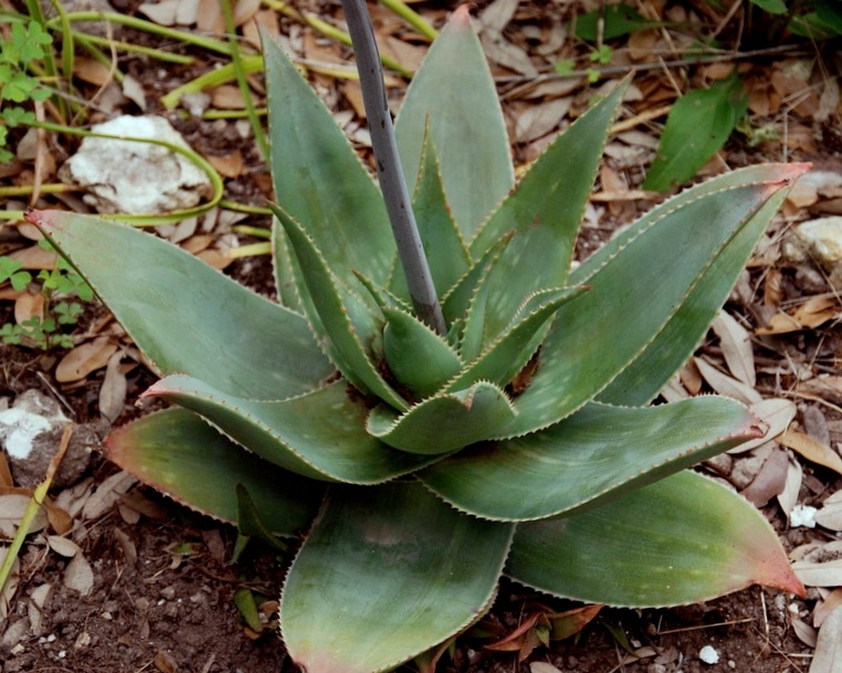 Aloe striata x maculata - popular garden plant