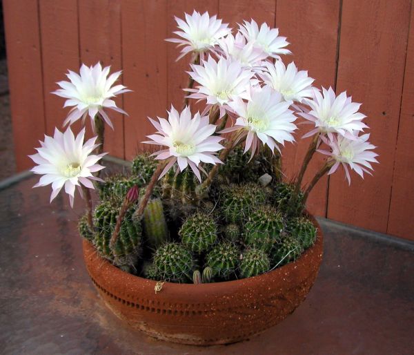 Amazing White Cactus Flowers