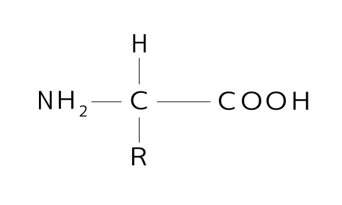 Amino acid strucuture for highscool education
