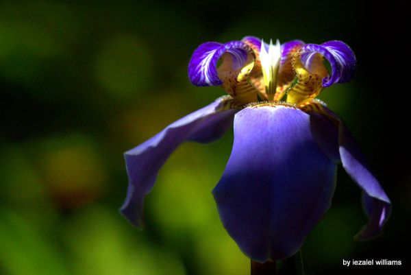 An Exquisite Iris Lily also called Neomarica by iezalel williams IMG_2332