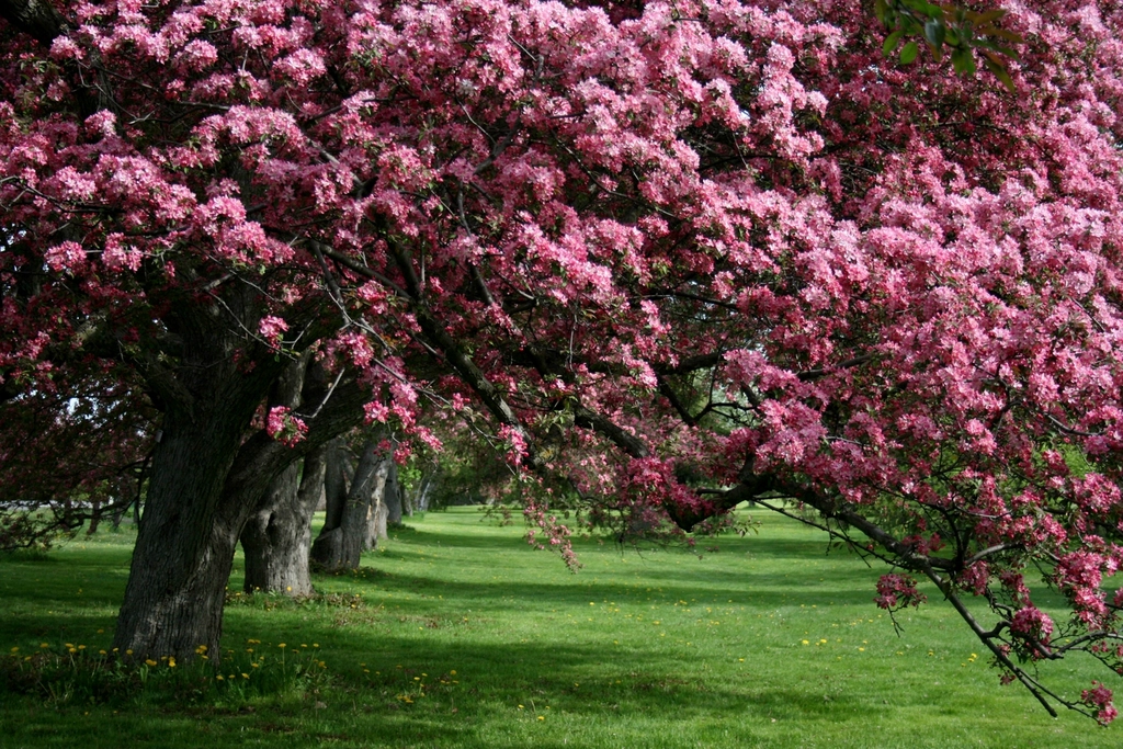 Apple Nature Flowers