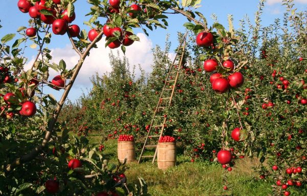 Apple trees