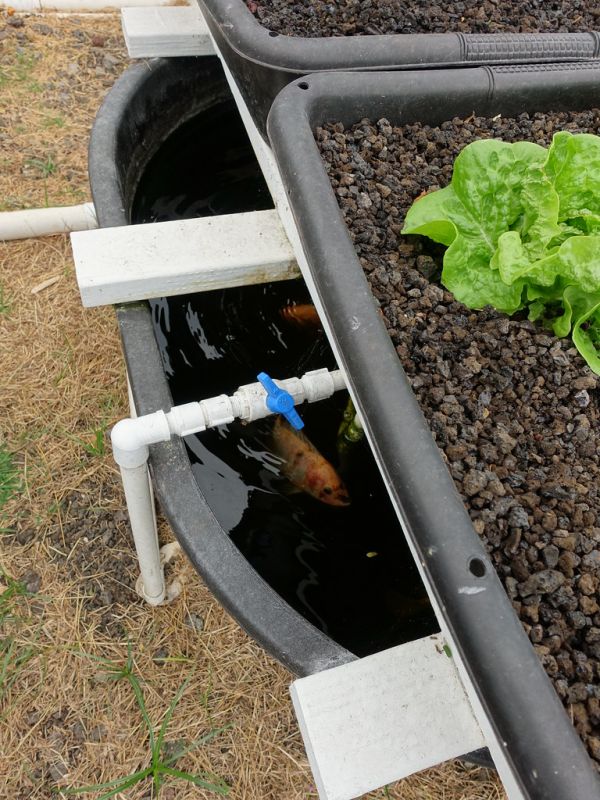 Aquaponics