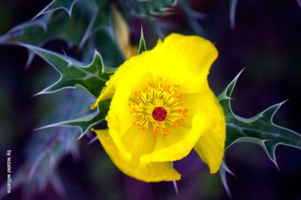 Argemone mexicana by iezalel williams