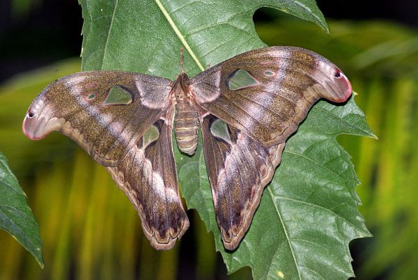 Atlas Moth