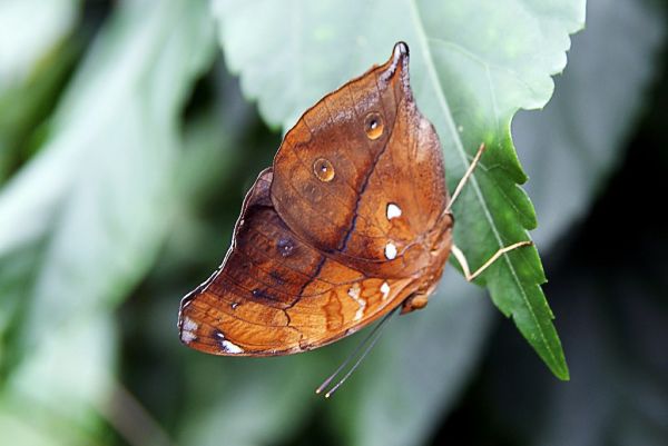 Australian leafwing.