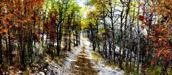 Autumn Alberta.