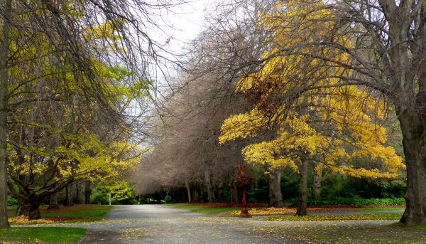 Autumn at the Christchurch Botanical Gardens.