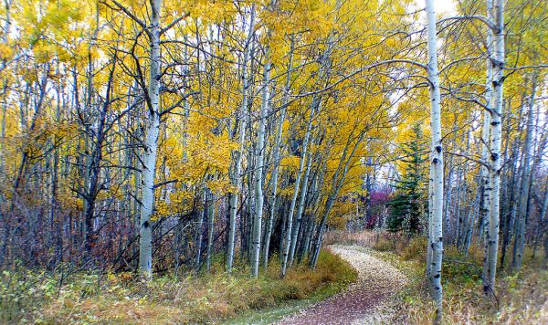 Autumn Calgary Alberta (15)
