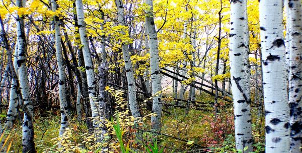 Autumn Calgary Alberta.