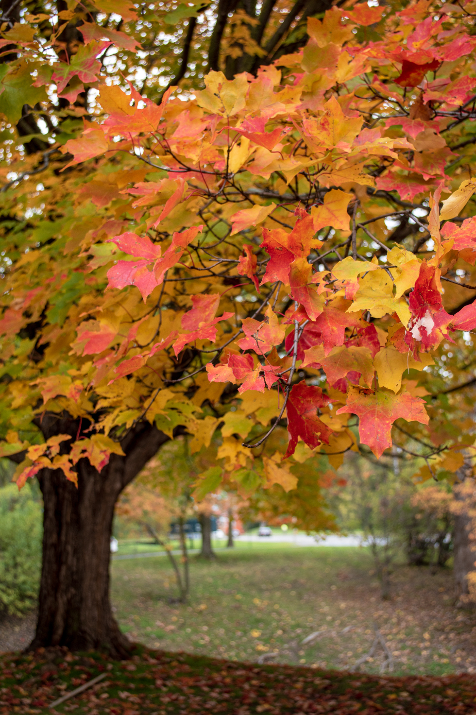 Autumn Fall